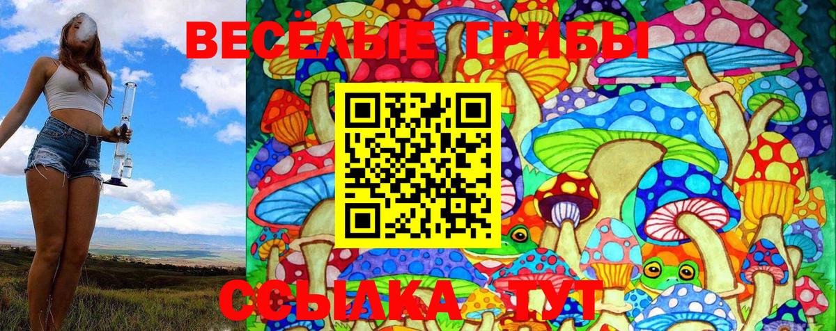 Галлюциногенные грибы Psilocybine cubensis Абинск